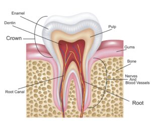 Endodontics by Dr. Frank Hackman in Northridge All Family Dental Care